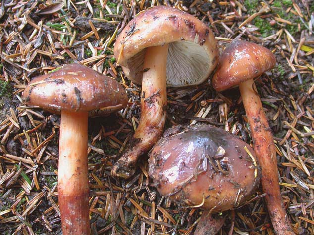 Phaeocollybia redheadii